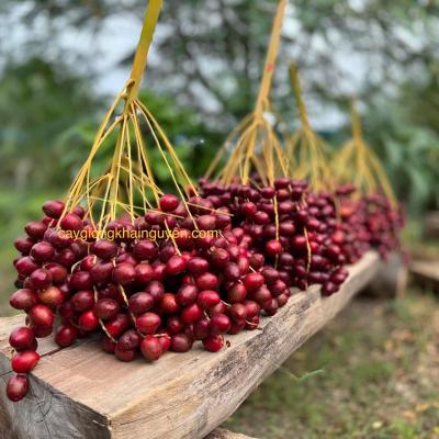 Chà là mô Red Barhee - 136